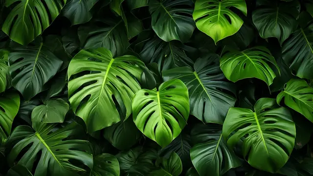 Thoát Vị Đĩa Đệm Có Nên Mổ Không? Lời Khuyên Từ Chuyên Gia Đông Y